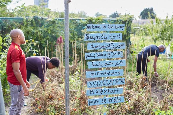 Group of young men working in communal garden